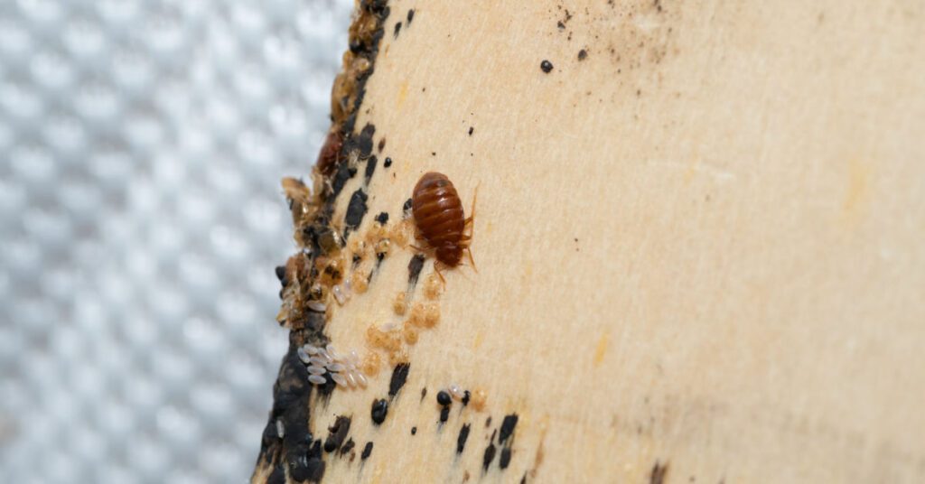 Amherst, NH bed bug infestation
