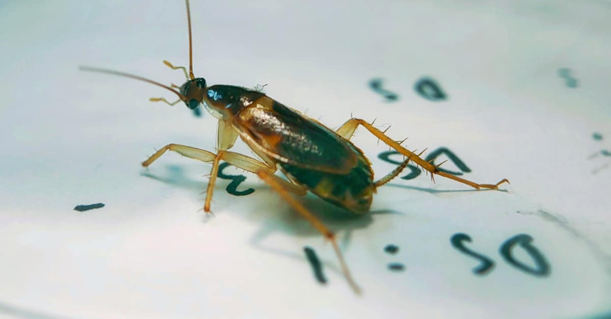 4 Ways To Combat Cockroaches Naturally Garfield Pest Control