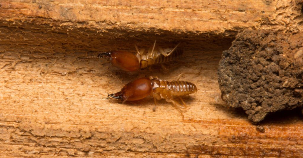5 telltale signs of termites