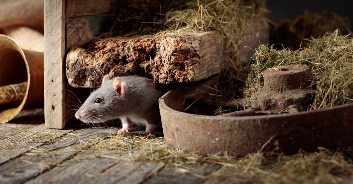 How To Get Rid of Rats In Your Barn