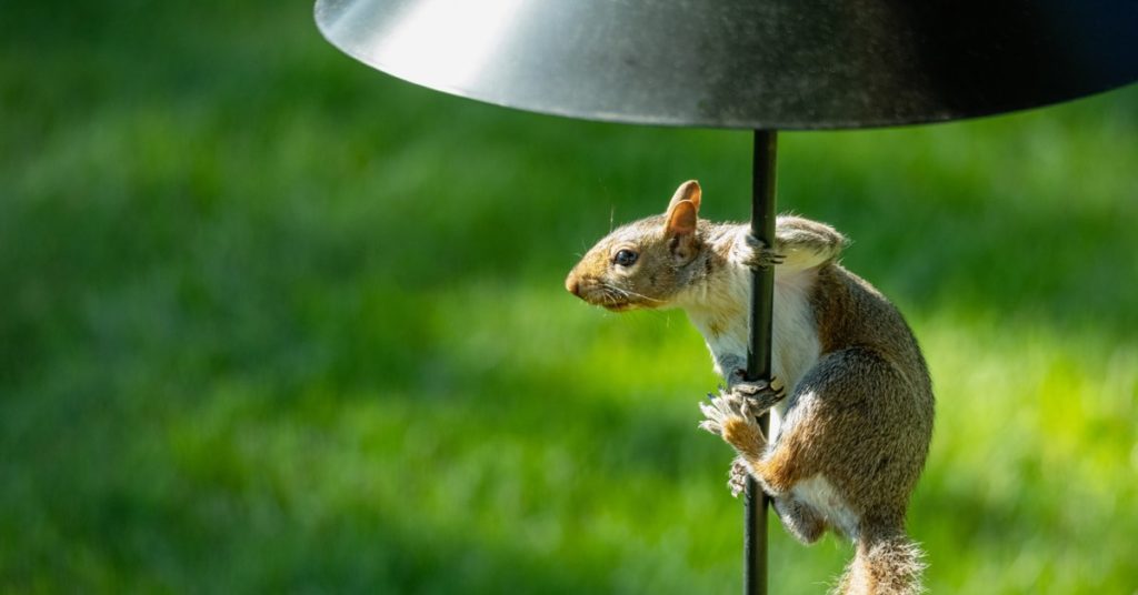 Bird feeders to keep squirrels out, The Pole