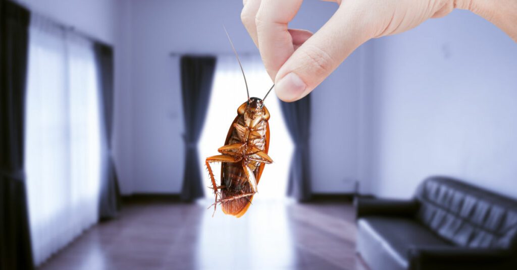 NH landlord pest control for tenants