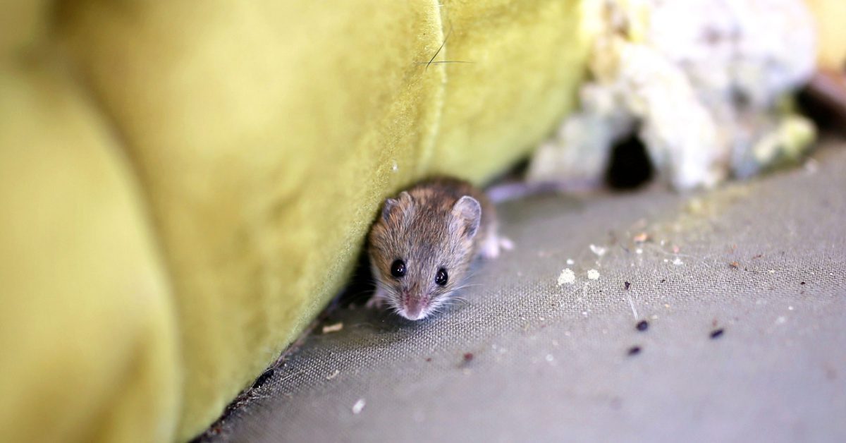 What Health Threats Do Rodents Pose
