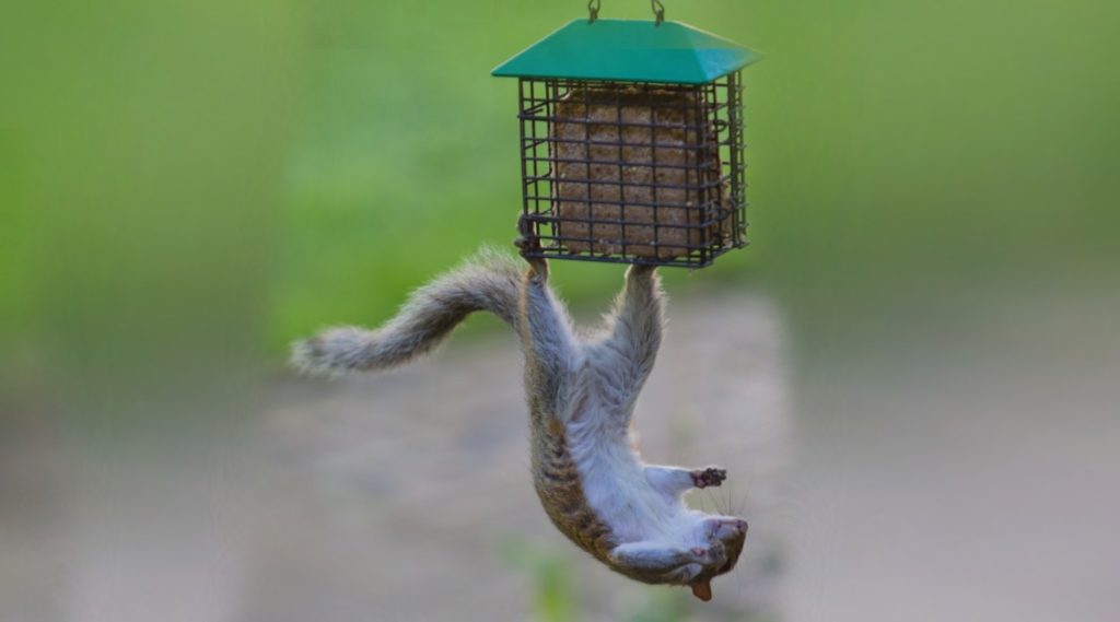 Bird feeders to keep squirrels out,