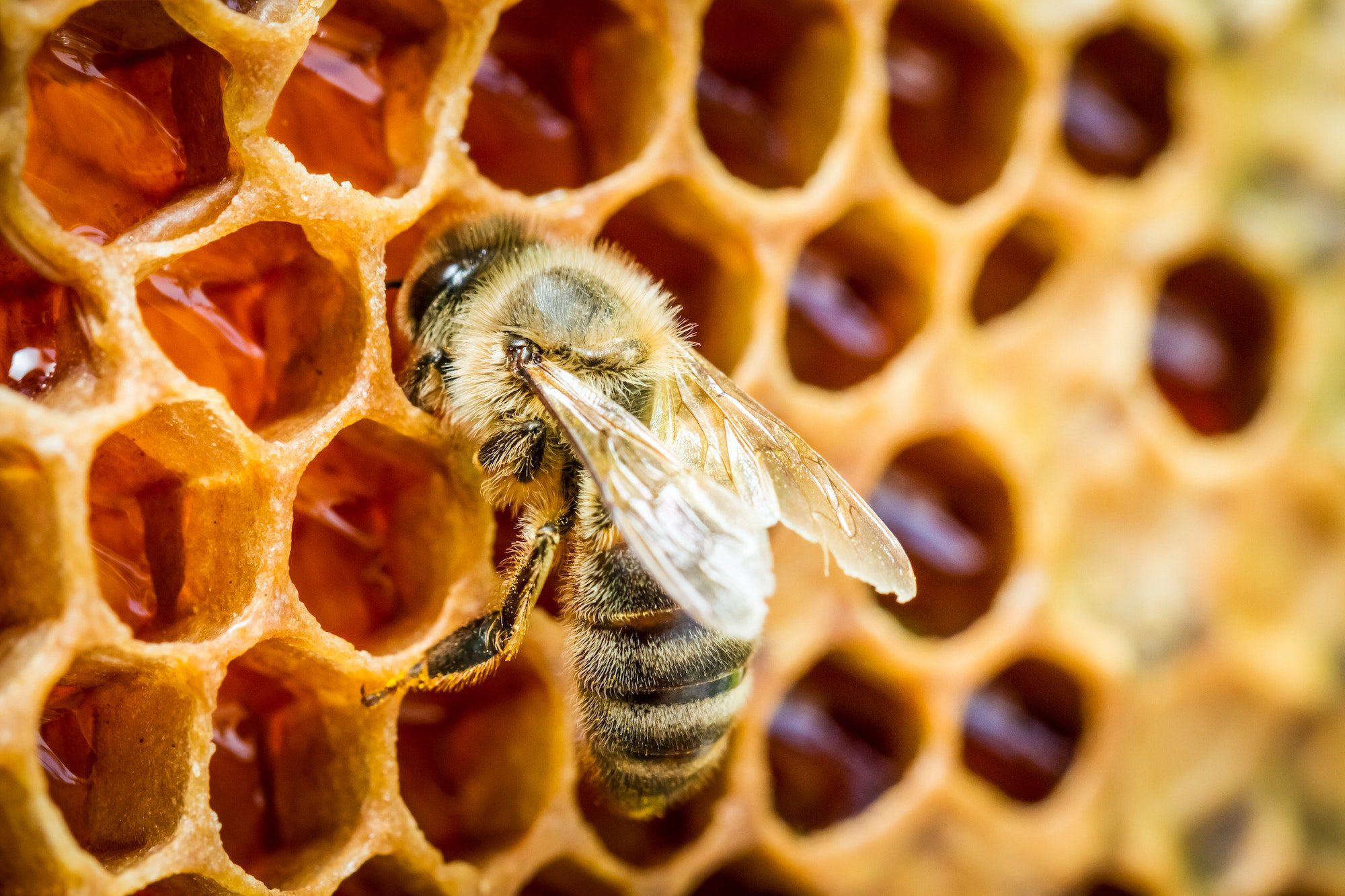 Auburn NH Pest Control, Exterminator Services