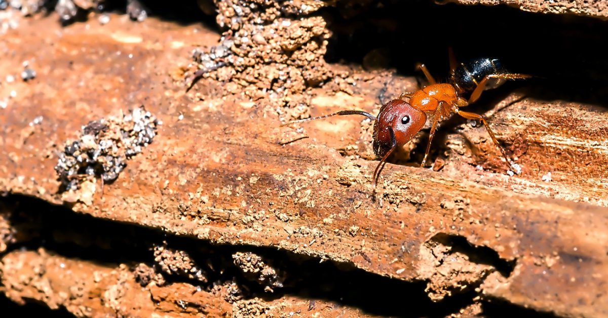 Impact of Carpenter Ants, Harmful or Beneficial?