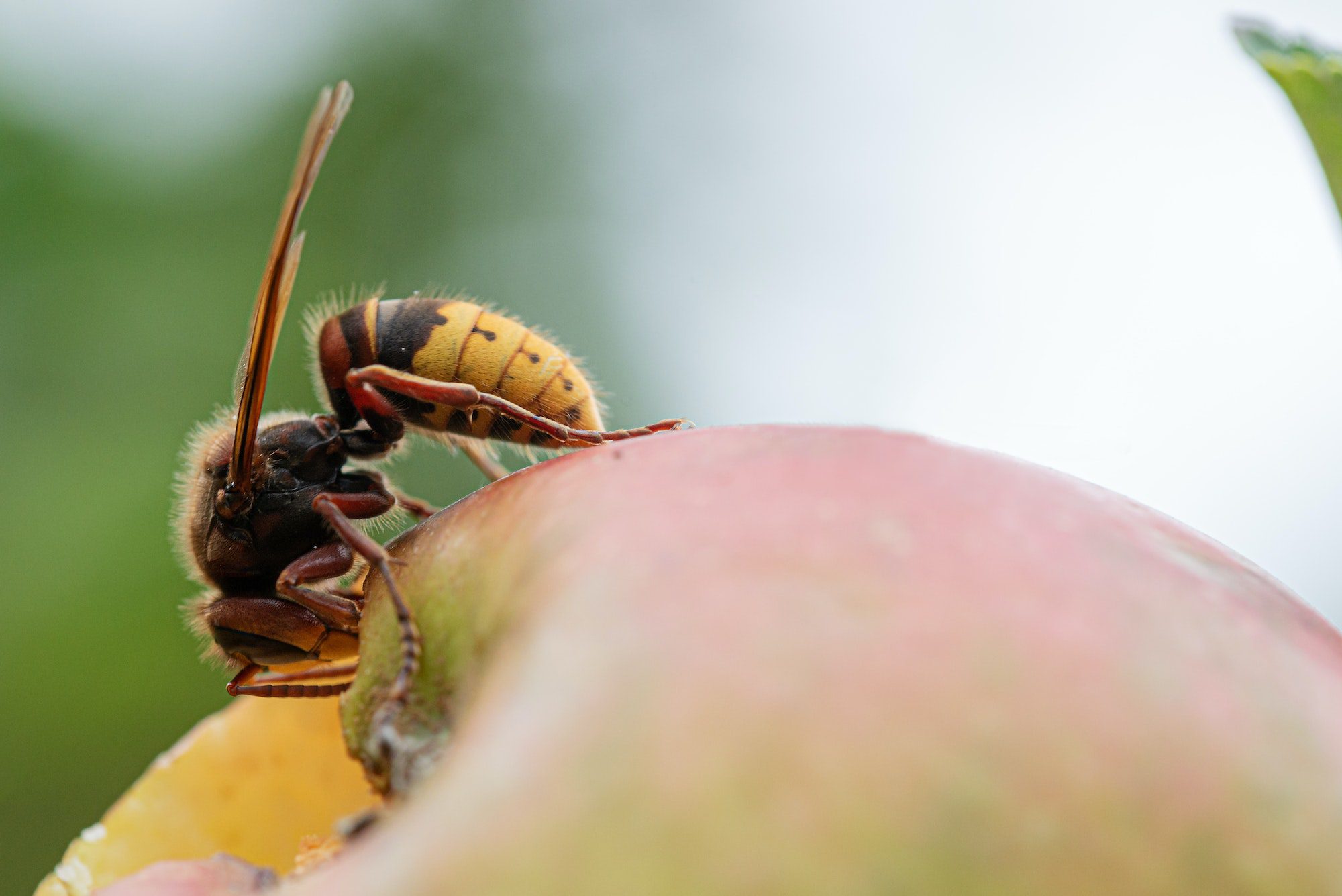 Hornet Stings: Treatment, Prevention, First Aid