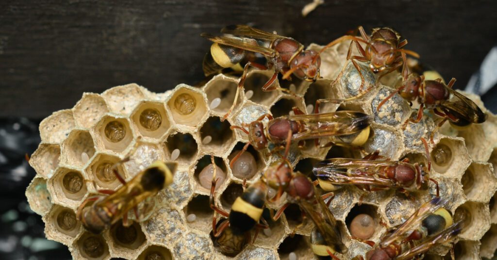 Bees, Wasps & Hornets: Species, Behavior & Identification, asian giant hornets
