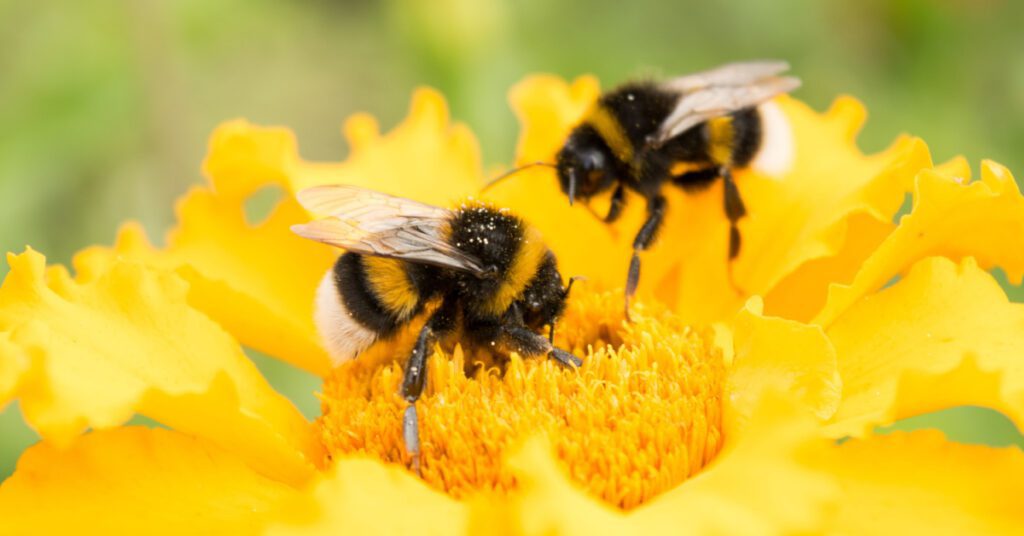 Bees, Wasps & Hornets: Species, Behavior & Identification, bumblebees