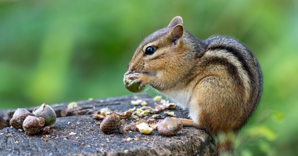 Rodents: Types, Behavior & Prevention, chipmunks