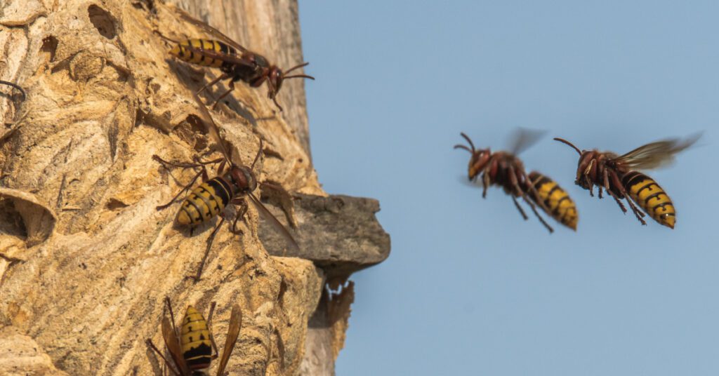 Bees, Wasps & Hornets: Species, Behavior & Identification, european hornets