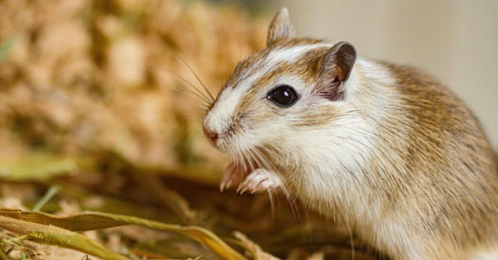 Rodents: Types, Behavior & Prevention, gerbils