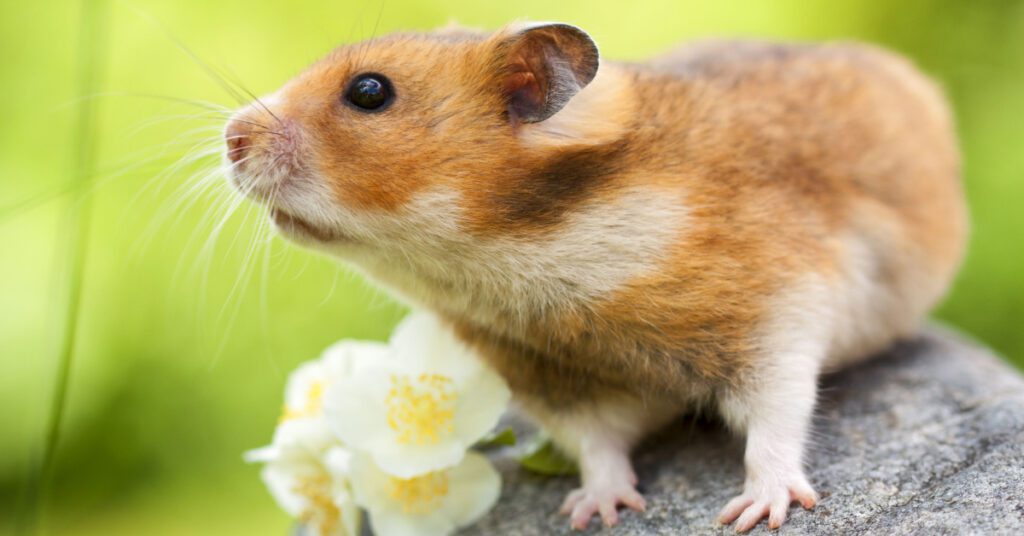 Rodents: Types, Behavior & Prevention, hamsters