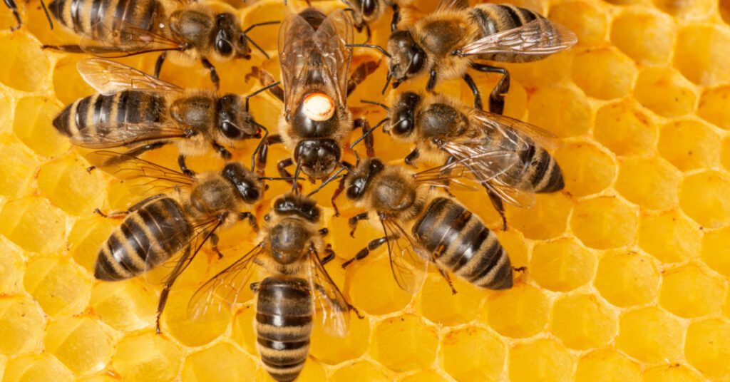 Bees, Wasps & Hornets: Species, Behavior & Identification, honey bees