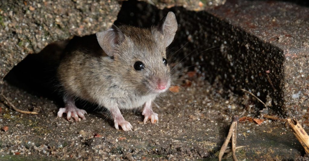 Rodents: Types, Behavior & Prevention, mice