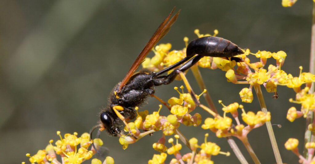 Bees, Wasps & Hornets: Species, Behavior & Identification, mud daubers