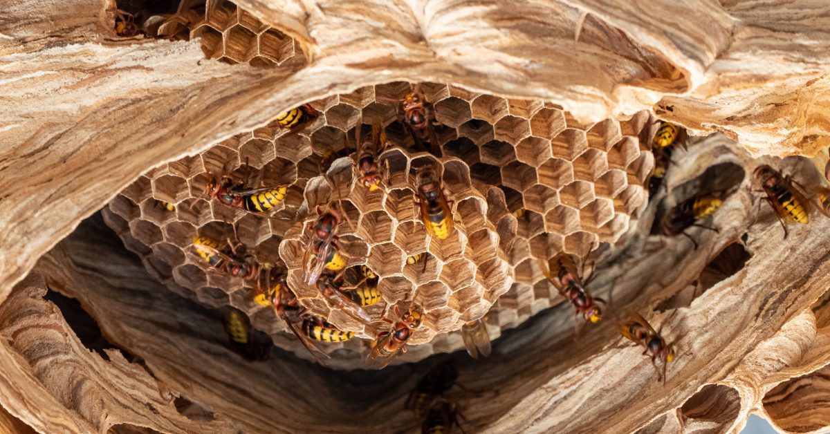 Bees, Wasps & Hornets: Species, Behavior & Identification