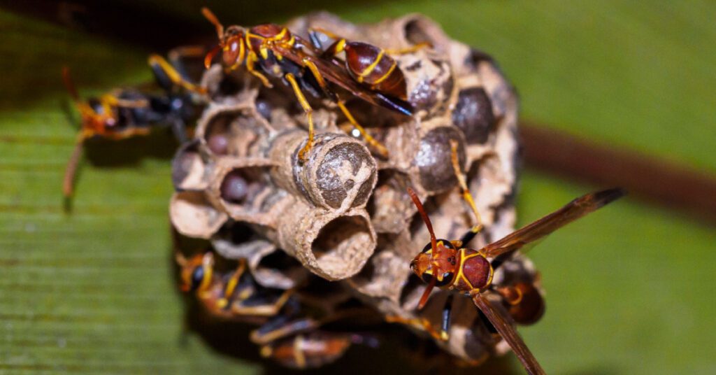 Bees, Wasps & Hornets: Species, Behavior & Identification, paper wasps