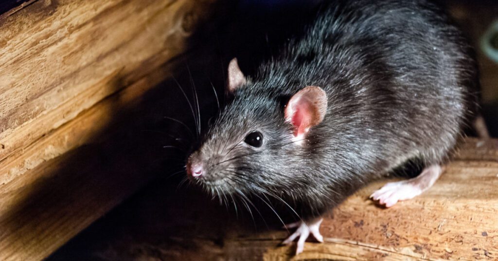 Norway Rat Identification, Habits & Behavior