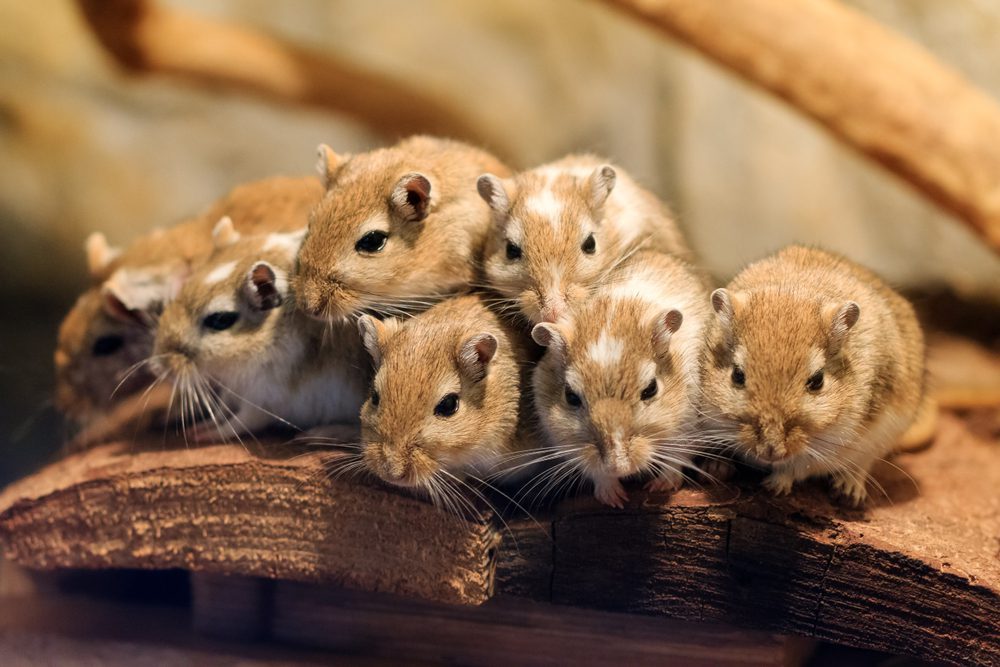 Rodents: Types, Behavior & Prevention