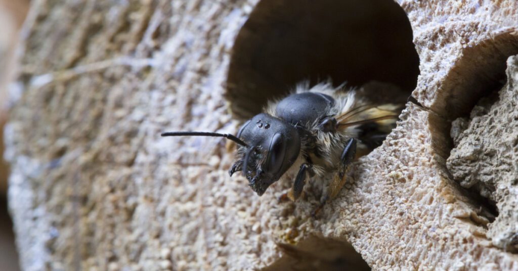Bees, Wasps & Hornets: Species, Behavior & Identification, solitary bees