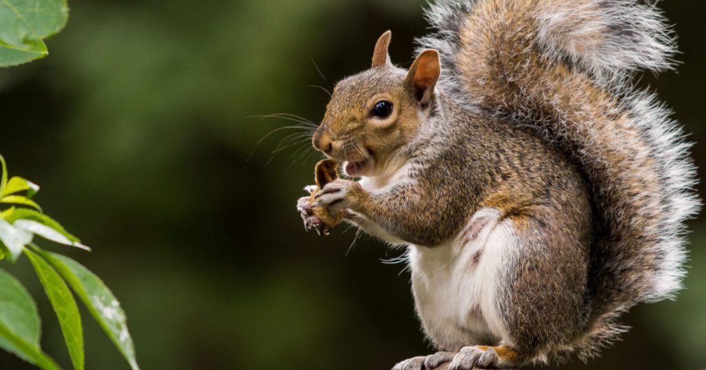 Rodents: Types, Behavior & Prevention, squirrels