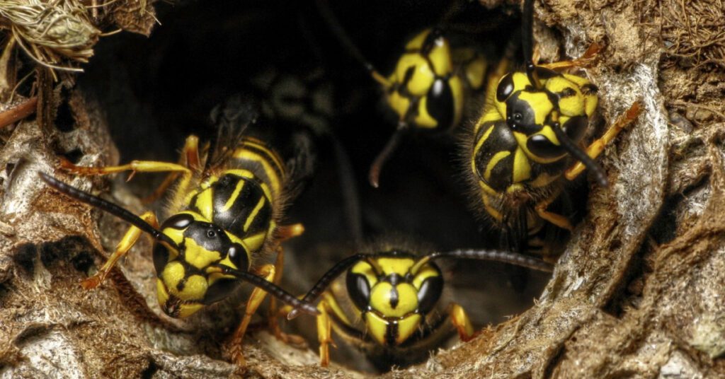 Bees, Wasps & Hornets: Species, Behavior & Identification, yellow jackets