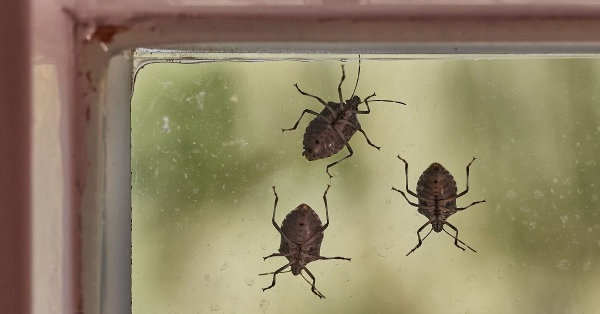 Stink Bugs 101: What To Know
