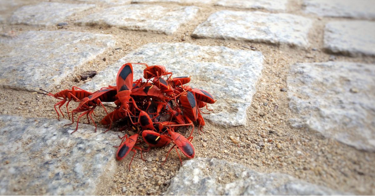 Boxelder Bugs: Affordable NH Exterminatior