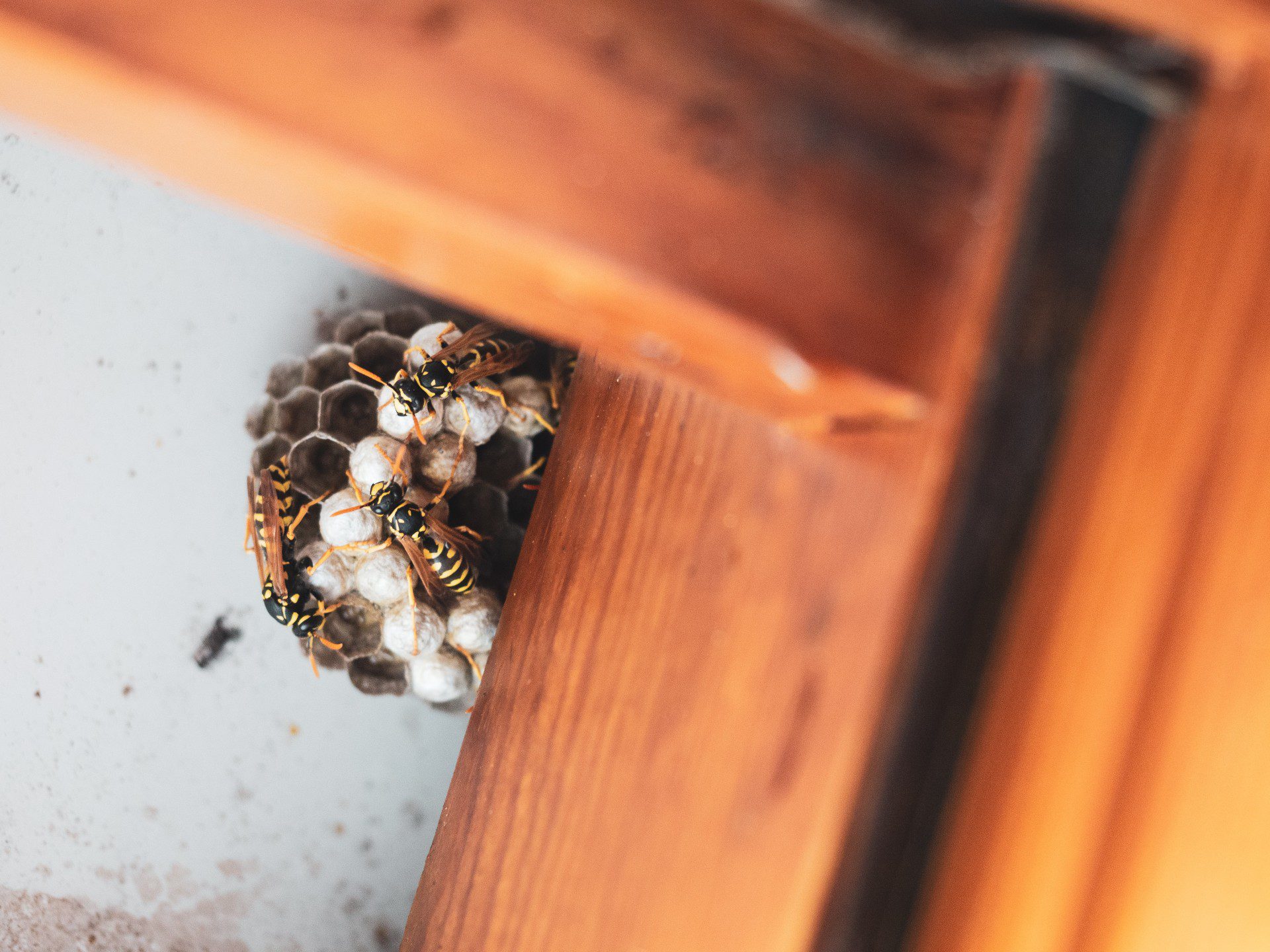Bees nest concept of needing Nashua NH Top Pest Control & Exterminator Services