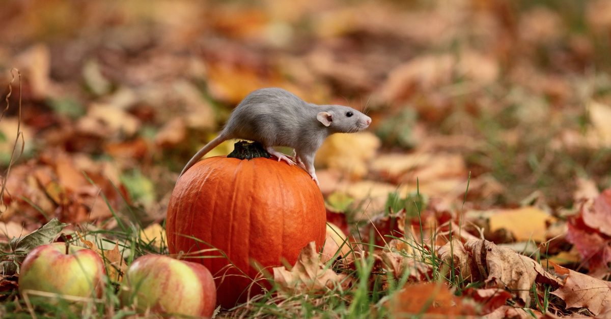 Rat and Mouse Season: Fall's Unwelcome Visitors