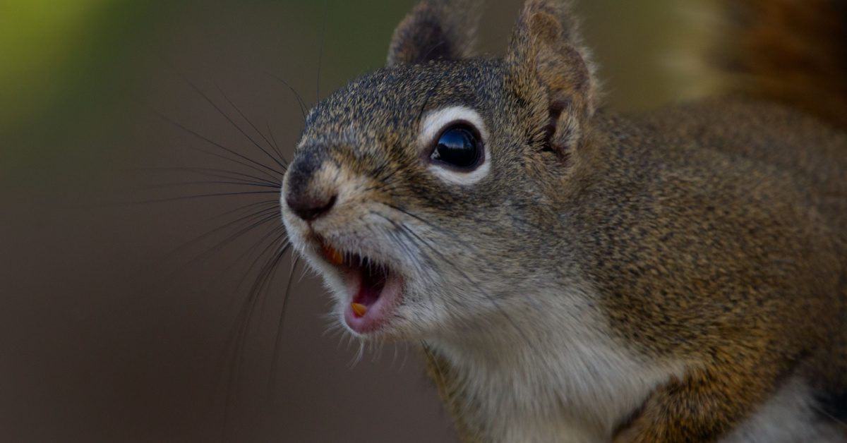 Squirrel Control: Safeguarding Your Property in NH