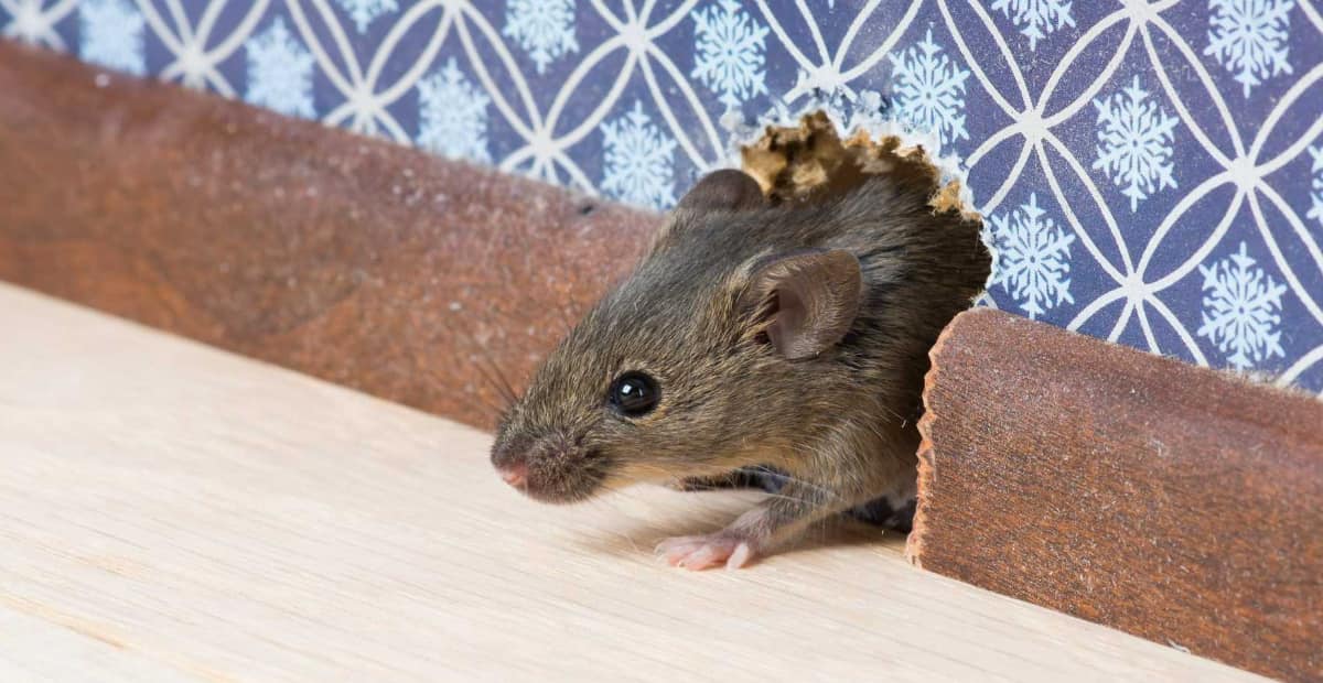 Rodent Infestations: Identifying, Prevention and Removal
