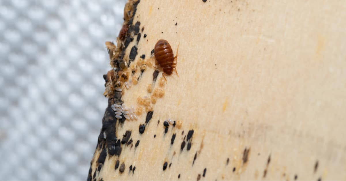 bed bugs in need of Manchester NH Bedbug Exterminator