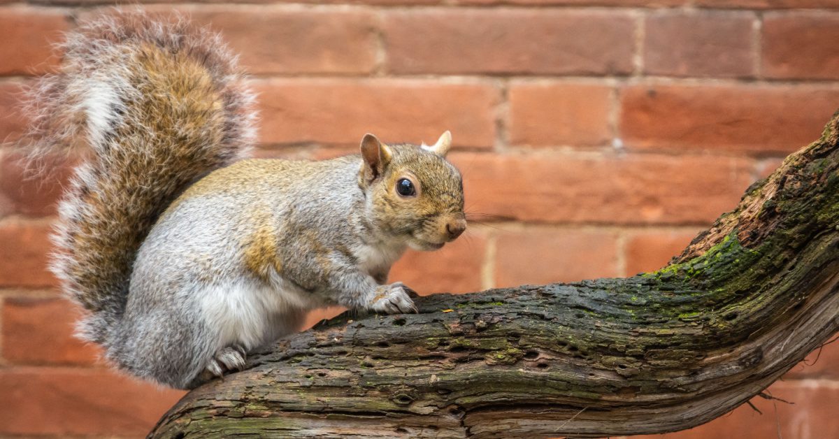 Squirrel-Related Diseases and Health Risks