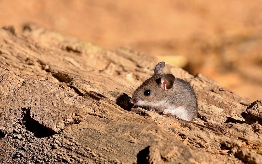 Rodent Identification: The Different Types, deer mouse