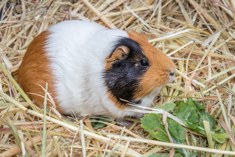 Rodent Identification: The Different Types, domestic guinea pig
