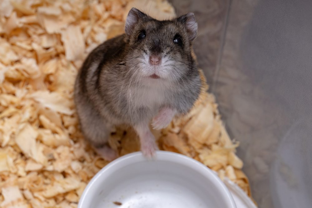 Rodent Identification: The Different Types, , dwarf hamster