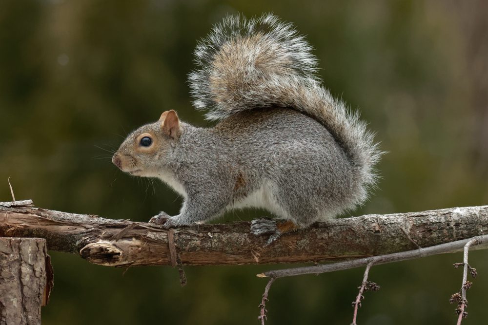 Rodent Identification: The Different Types, eastern grey squirrel