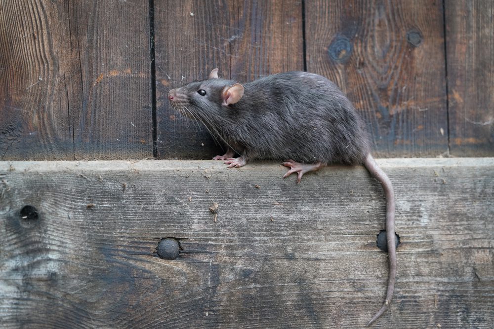 Rodent Identification: The Different Types, norway rat, brown rat