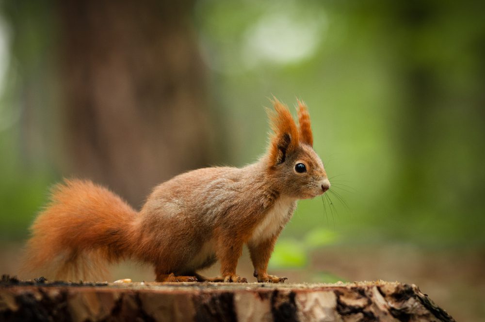 Rodent Identification: The Different Types, red squirrel