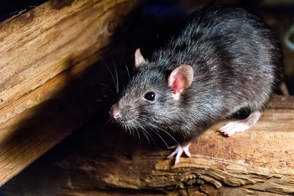 Rodent Identification: The Different Types, brown rat, roof rat, black rat
