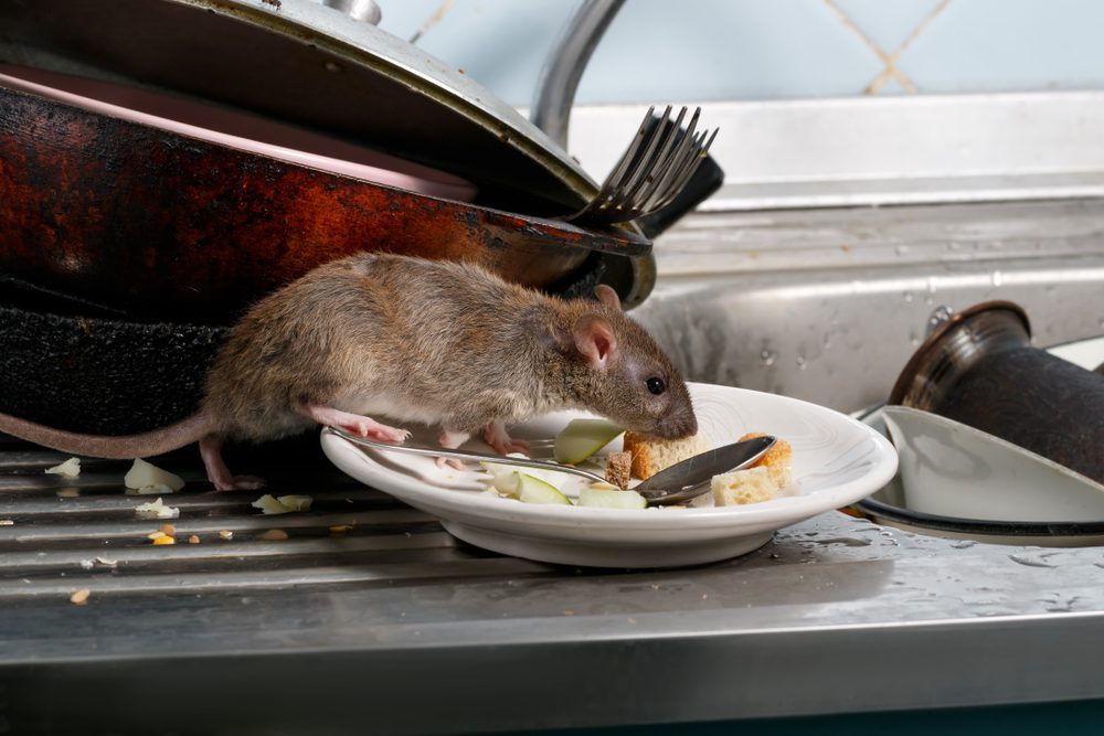a mouse eating food on a white plate by the sink concept of needing Pest Control and Removal Services, Concord, NH