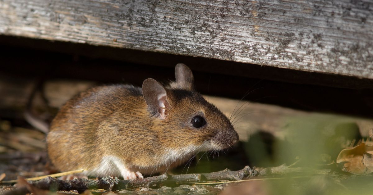 How To Manage Springtime Rodent Problems