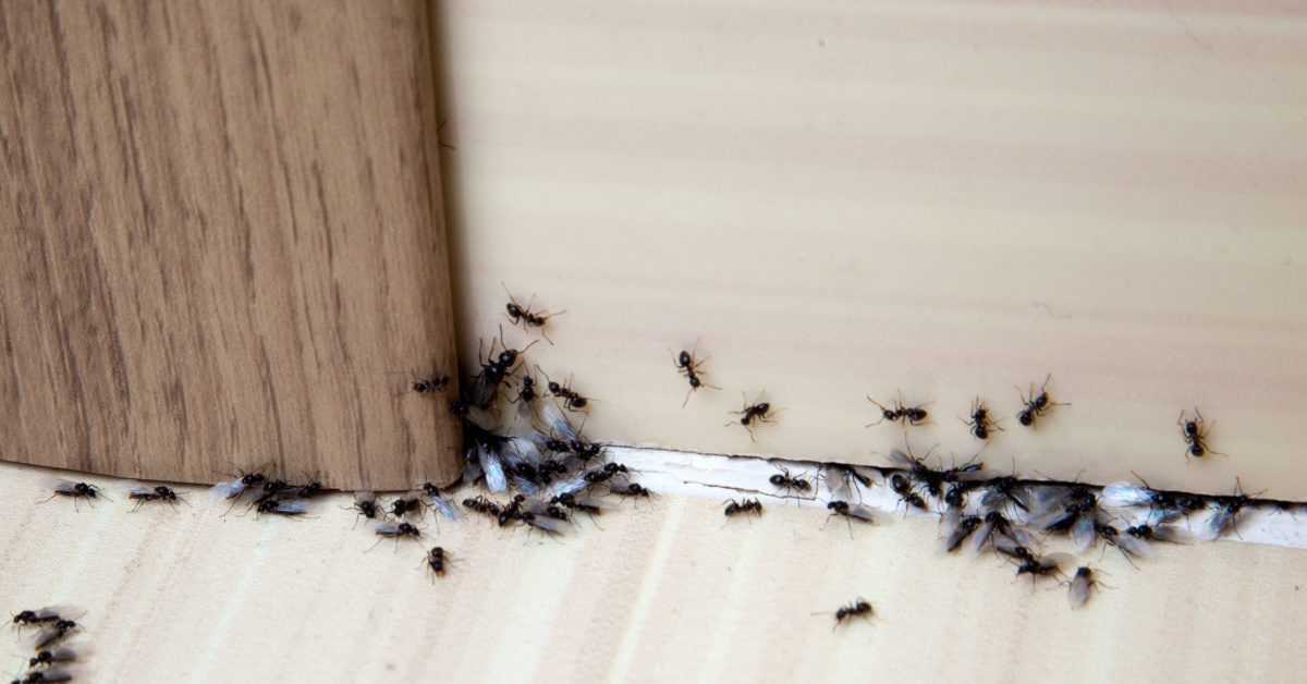 Understanding Springtime Ant Invasion in NH