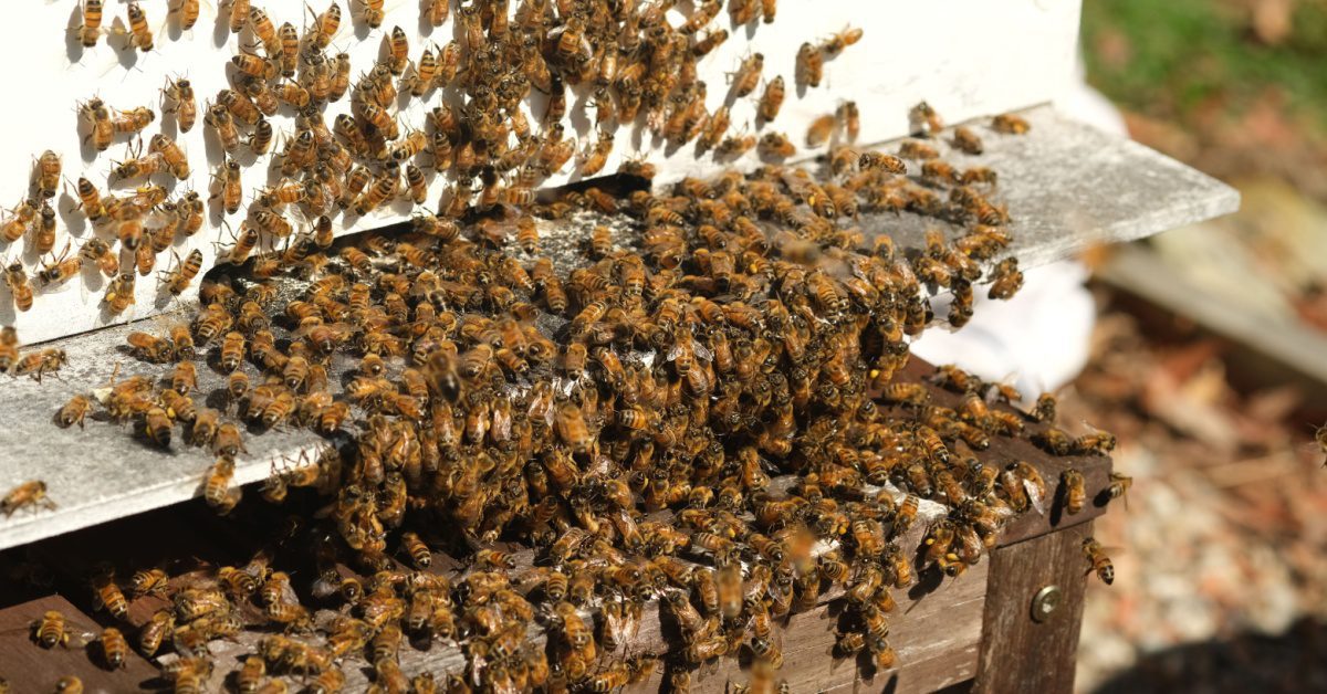 How To Remove Honey Bees Safely