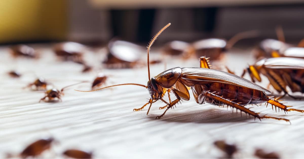 cockroaches concept for Hillsborough County NH Exterminators and Pest Control