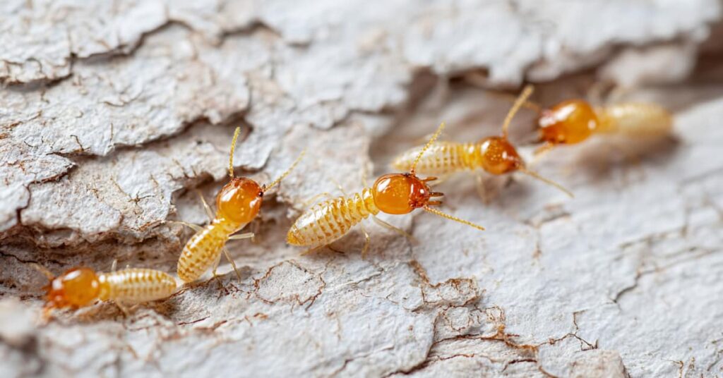 termites on textured ground, concept of Termite Inspection and Treatment needed