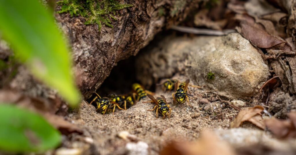 yellow jackets burrowing in the soil by a tree, building their stinging insects nest