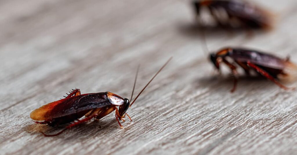 cockroaches Common Household Pests in NH